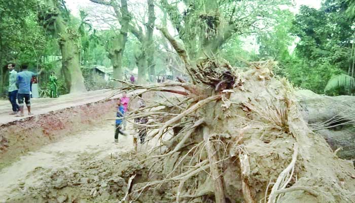 শতবর্ষী গাছগুলো উপড়ে পড়ছে