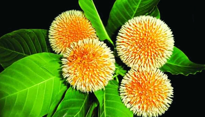 আজ পহেলা আষাঢ়