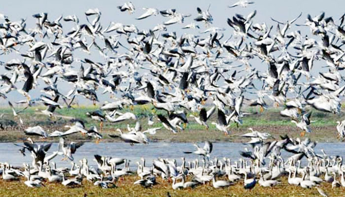অতিথি পাখির বিচরণে মুখর ভোলার উপকূলীয় চরাঞ্চল