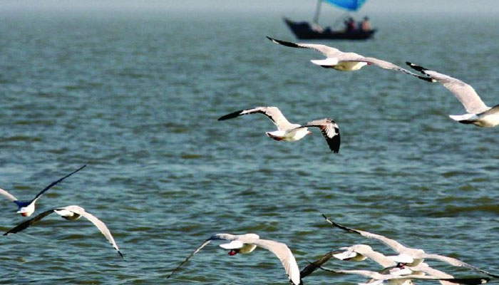 অতিথি পাখির বিচরণে মুখর ভোলার উপকূলীয় চরাঞ্চল