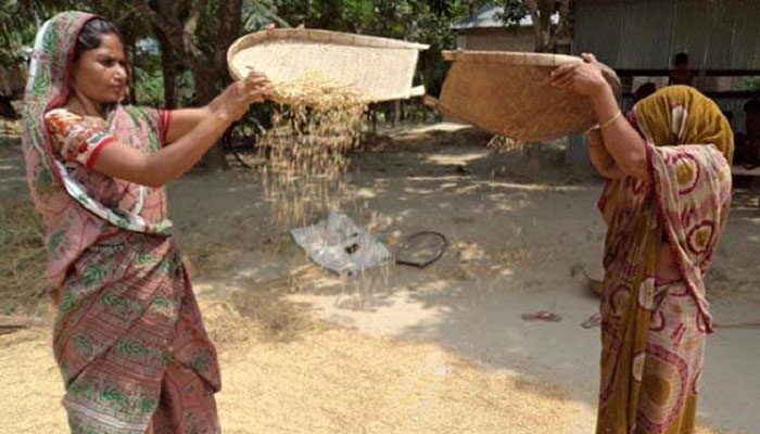 ধান মাড়াইয়ে ব্যস্ত গ্রামীণ নারীরা