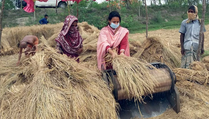 কৃষকের ধান মাড়াই করেছেন ইউএনও জুলিয়া (ভিডিও)