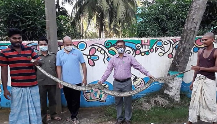 খাদ্যের অভাবে লোকালয়ে অজগর