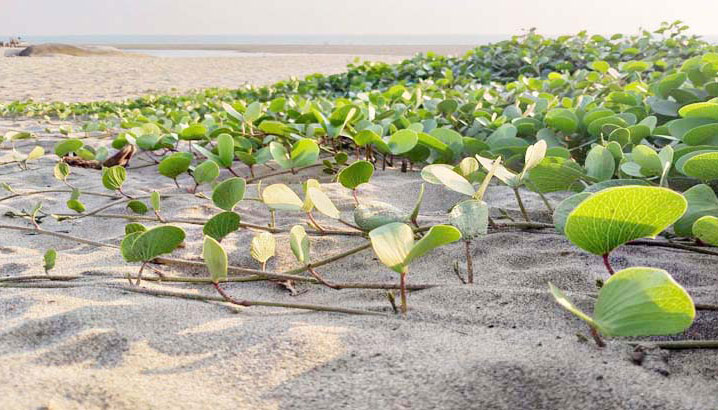 সাময়িক সুখে নদী-খাল-বিল