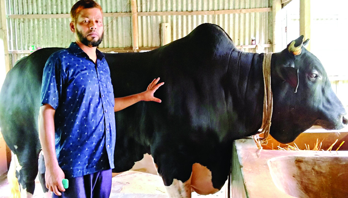 হাট কাঁপাতে আসছে ‘খোকা বাবু’