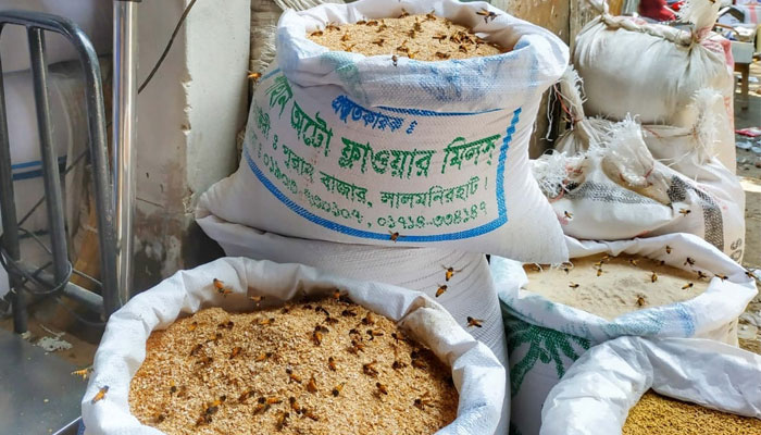 ক্ষুধা মেটাতে গো-খাদ্য খাচ্ছে মৌমাছিরা