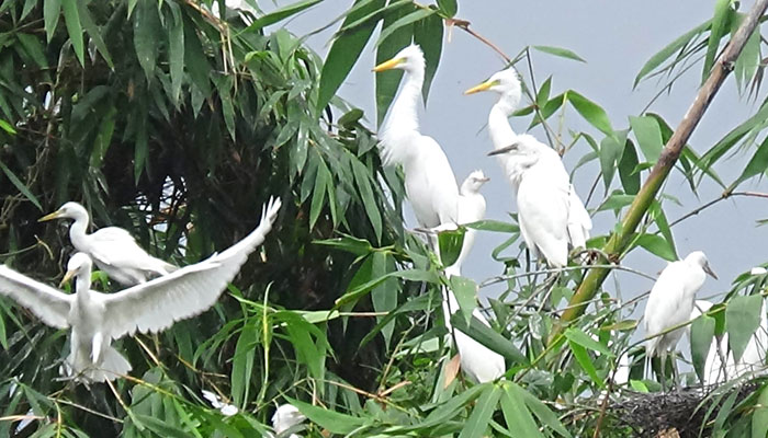 কালাইয়ের মোল্লাপাড়া পাখির অভয়ারণ্য