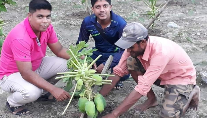 ডুমুরিয়ায় কীটনাশকমুক্ত পেঁপে চাষে স্বাবলম্বী অনেকেই
