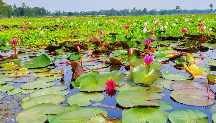 পাটা ধোয়া শাপলা বিল প্রকৃতির বুকে নকশি কাঁথা