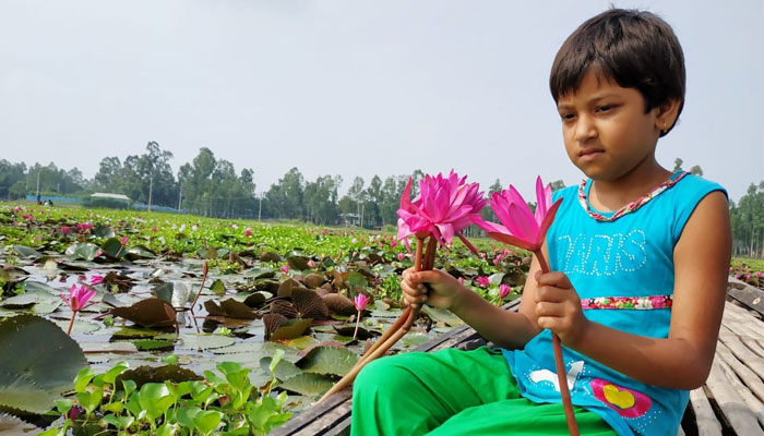 পাটা ধোয়া শাপলা বিল প্রকৃতির বুকে নকশি কাঁথা