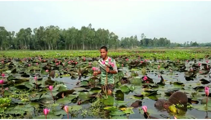পাটা ধোয়া শাপলা বিল প্রকৃতির বুকে নকশি কাঁথা