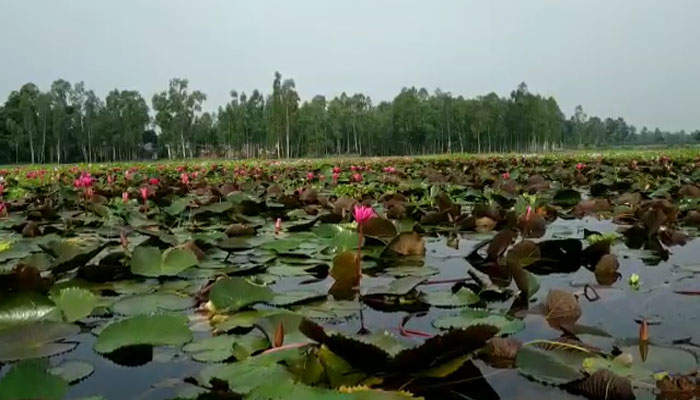 পাটা ধোয়া শাপলা বিল প্রকৃতির বুকে নকশি কাঁথা