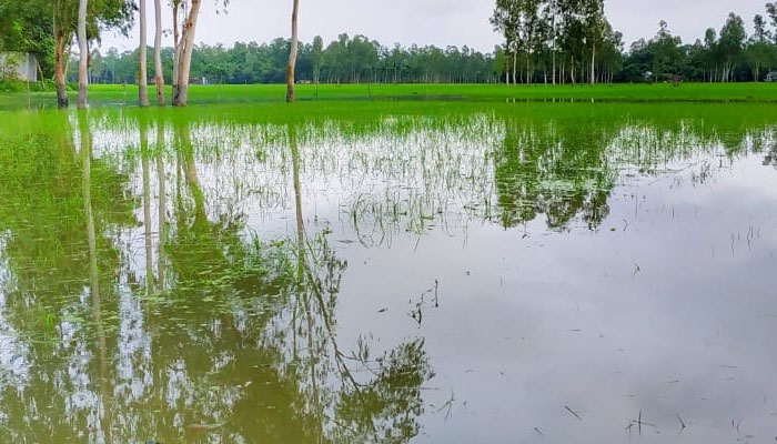 কুড়িগ্রামে রেকর্ড বৃষ্টি, পঞ্চম দফা বন্যার শঙ্কা