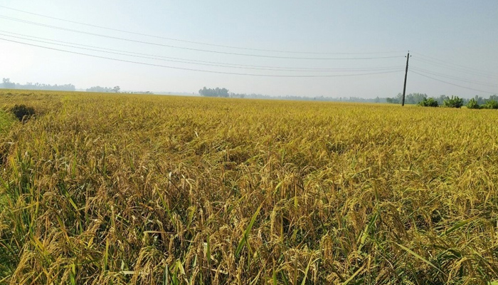 সাপাহারে আমন ধানের বাম্পার ফলন