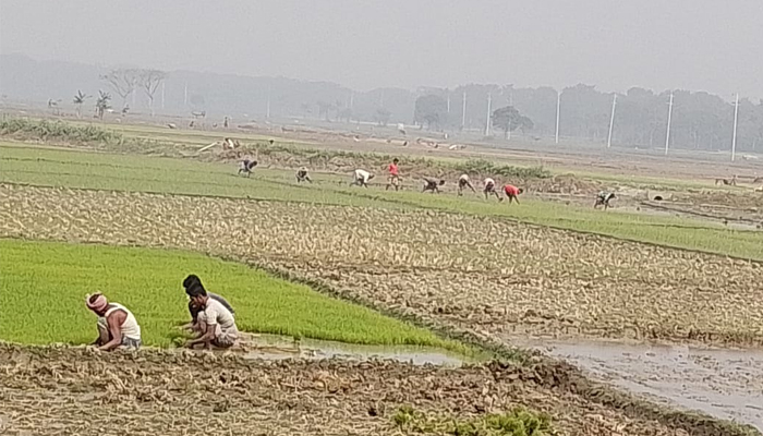 ডিলার সিন্ডিকেটে সারের কৃত্রিম সংকট