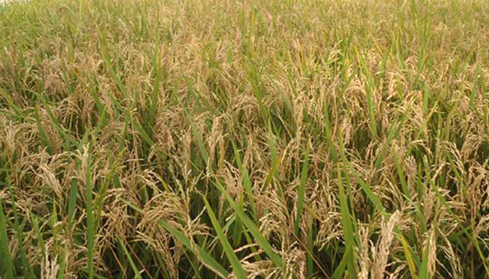 ধান বীজ সরবরাহে ক্ষতির মুখে যশোরের চাষিরা