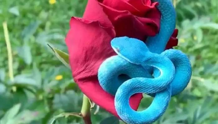 লাল গোলাপে নীল বিষাক্ত সাপ