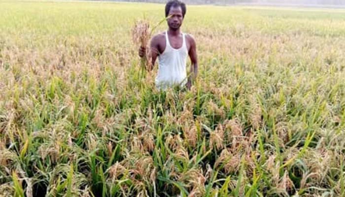 আত্রাইয়ে বোরো ধানে ব্লাস্ট রোগের আক্রমণ: দিশেহারা কৃষক