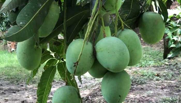আড়তদারের ‘অন্যায়’ আবদারে ২৭০ কোটি টাকা ক্ষতির মুখে আমচাষিরা
