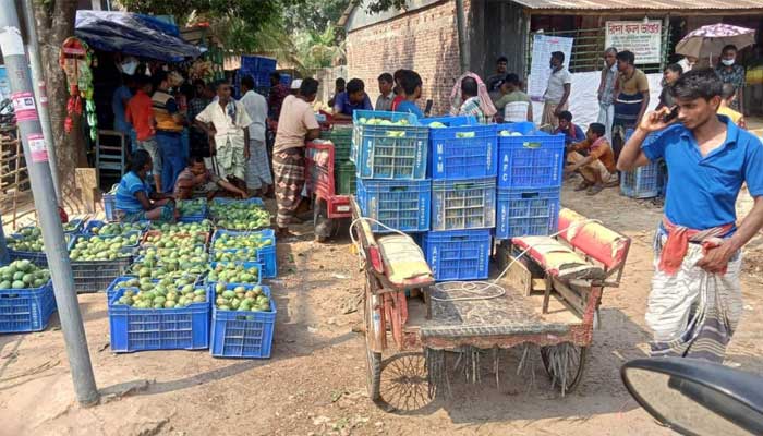 আড়তদারের ‘অন্যায়’ আবদারে ২৭০ কোটি টাকা ক্ষতির মুখে আমচাষিরা