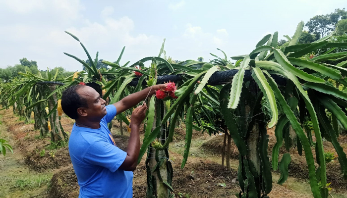 ড্রাগন চাষে ঝুঁকছেন মোহনপুরের যুবকরা