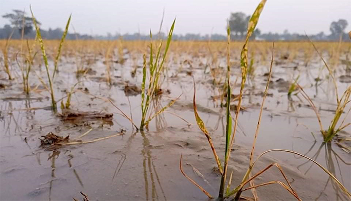 এ কেমন শত্রুতা, বিষ প্রয়োগে মারা গেছে ধানের চারা