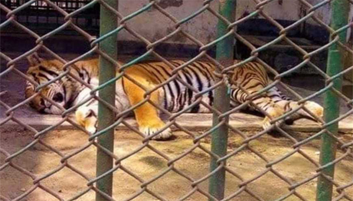 রংপুর চিড়িয়াখানায় একমাত্র বাঘিনীর মৃত্যু