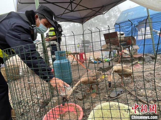সীমান্তে অনুপ্রবেশ ঠেকাতে হাঁস!