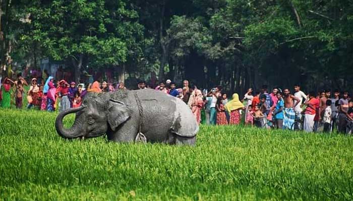 গাইবান্ধায় সার্কাসের হাতির তাণ্ডব, ৭ ঘণ্টা পর নিয়ন্ত্রণে