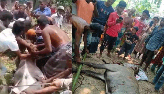 বিজিবি সদস্যের উপস্থিতিতে নীলগাই হত্যা করা হয়নি, দাবি  বিজিবি’র