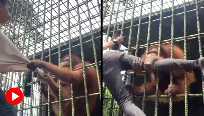 ওরাংওটাংকে খোঁচানোর শিক্ষা হাতেনাতে! (ভিডিও)