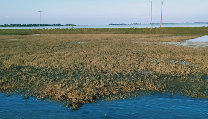 হাওরে অসময়ে কমছে পানি, বোরোজমির বীজতলা নিয়ে শঙ্কিত কৃষক