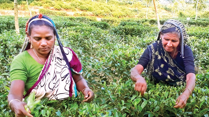 চা বাগানে আনন্দের জোয়ার, কাজে যোগ দিয়েছেন শ্রমিকরা