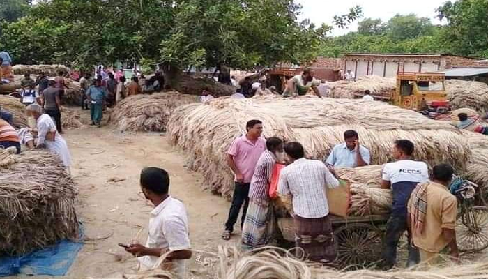 আত্রাইয়ে পাটের দাম বৃদ্ধি, কৃষকের মুখে হাসির ঝিলিক