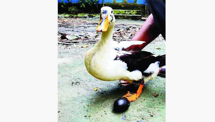 কালো রংয়ের হাঁসের ডিম