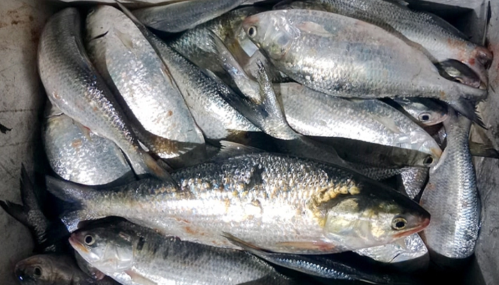 ১৭ জেলে আটক, চার লাখ মিটার কারেন্ট জাল জব্দ
