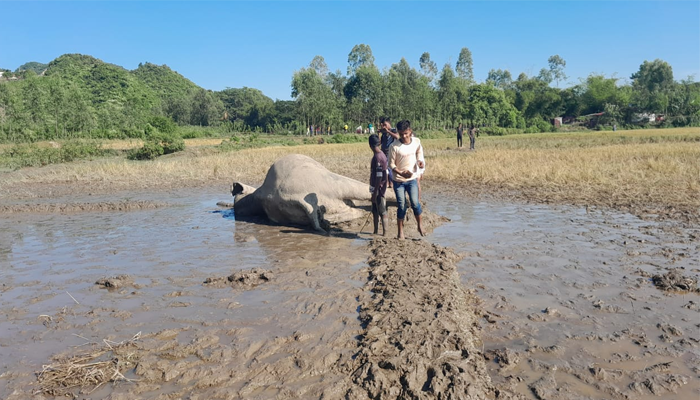 নেত্রকোণা সীমান্তে বন্য হাতির মৃত্যু