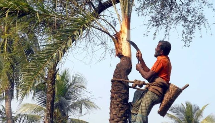 ডুমুরিয়ায়‌ খেজুর গাছ প্রস্তুতে ব্যস্ত গাছিরা