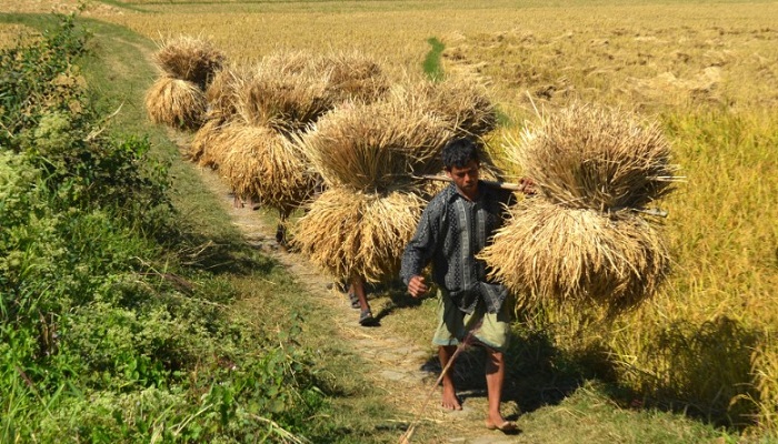 খাদ্য নিরাপত্তায় ৫ হাজার কোটি টাকার তহবিল গঠন