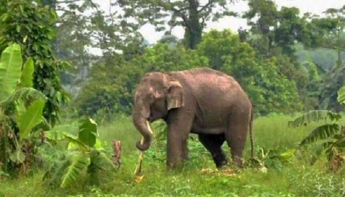 নেত্রকোনায় বন্য হাতির আক্রমণে ১ জনের মৃত্যু