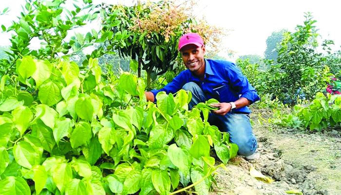 দক্ষিণ-পশ্চিমাঞ্চলের সম্ভাবনাময় কৃষিপণ্য ‘চুই’