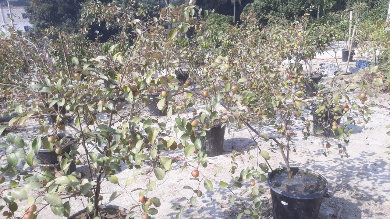 সালথায় ছাদবাগানে সফল ফুয়াদ