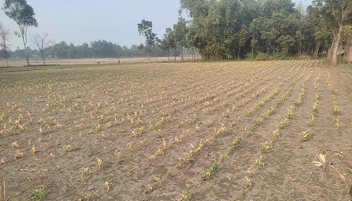 কিটনাশক স্প্রে করে প্রায় এক একর ভুট্টা খেত নষ্ট