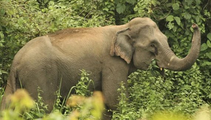 বন্য হাতির আক্রমণে প্রাণ গেলো কৃষিশ্রমিকের