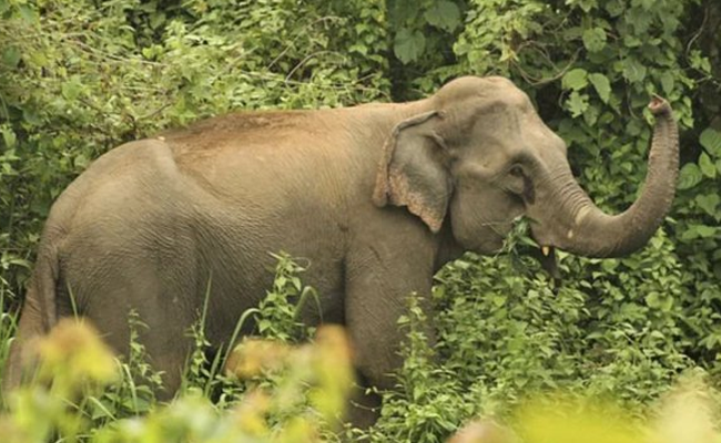 বন্য হাতির আক্রমণে প্রাণ গেলো কৃষিশ্রমিকের