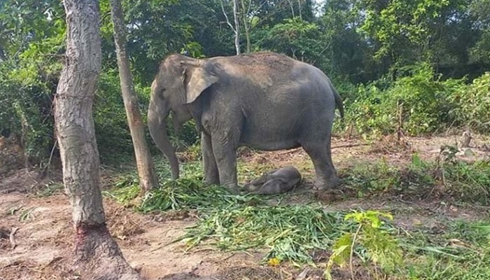 গাজীপুরে সাফারি পার্কে হাতির মৃত্যু