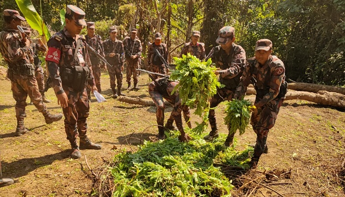 বিপুল পরিমান পপি খেত ধ্বংস করল বিজিবি
