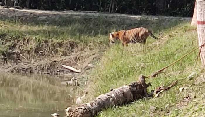 জোড়া বাঘের কবলে বন কার্যালয়, শ্বাসরুদ্ধকর ২০ ঘণ্টা