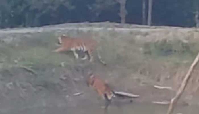 জোড়া বাঘের কবলে বন কার্যালয়, শ্বাসরুদ্ধকর ২০ ঘণ্টা