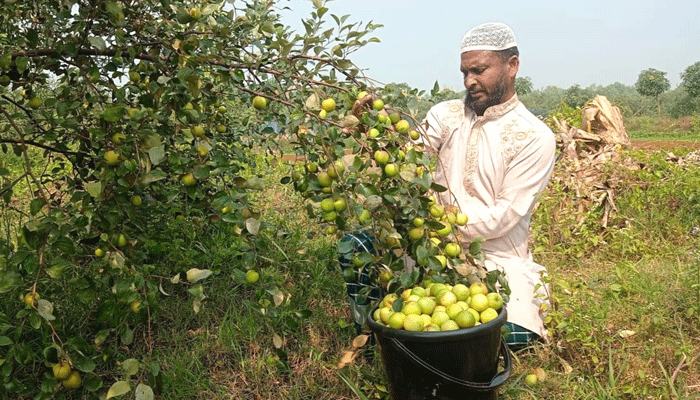বড়ই চাষে ভাগ্য ফিরলো মুরাদনগরের ইউনুছের